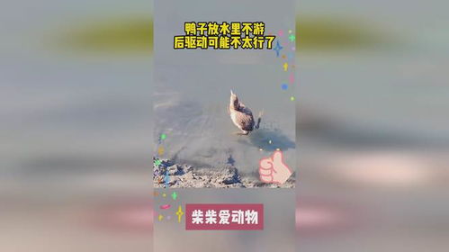鸭子放水游戏,一场寓教于乐的团队协作游戏体验(图1) 鸭子放水游戏,一场寓教于乐的团队协作游戏体验(图1)