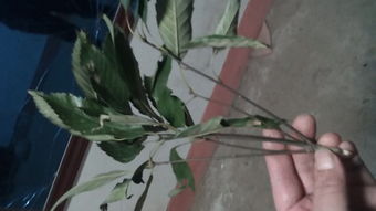树皮叶游戏,探寻自然与童趣的奇妙交融(图2) 树皮叶游戏,探寻自然与童趣的奇妙交融(图2)