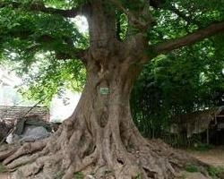 树皮叶游戏,探寻自然与童趣的奇妙交融(图1) 树皮叶游戏,探寻自然与童趣的奇妙交融(图1)