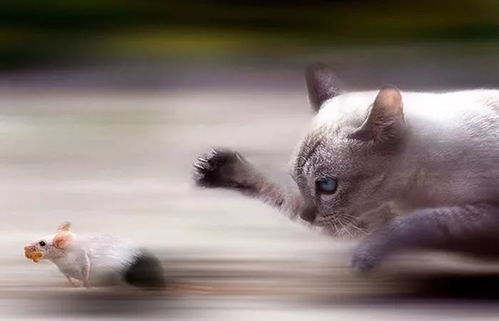猫捉老鼠游戏亲子游戏,猫捉老鼠趣味游戏体验(图2)