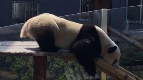 熊猫游戏玩,体验国风魅力(图1) 熊猫游戏玩,体验国风魅力(图1)