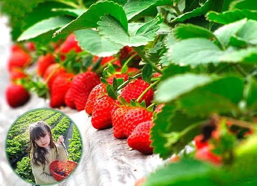 草莓游戏菌,揭秘虚拟世界的甜蜜冒险之旅(图2) 草莓游戏菌,揭秘虚拟世界的甜蜜冒险之旅(图2)