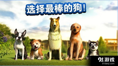 狗拘游戏,欢乐竞技场里的忠诚伙伴(图2) 狗拘游戏,欢乐竞技场里的忠诚伙伴(图2)