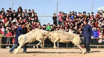 农耕民俗游戏,传承千年的田野乐趣(图2)