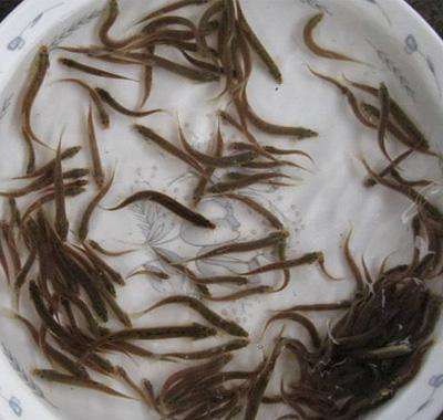 黑泥鳅游戏,探寻神秘游戏世界(图3)