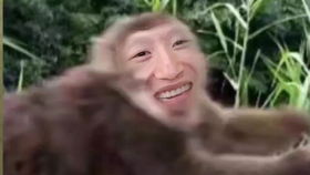 猴子游戏包,探索趣味编程的无限可能(图3) 猴子游戏包,探索趣味编程的无限可能(图3)