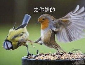 鸟游戏公司,翱翔于虚拟天空的创意翅膀(图1) 鸟游戏公司,翱翔于虚拟天空的创意翅膀(图1)
