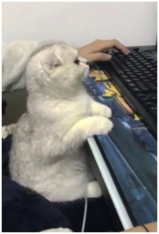 猫咪游戏辅助,畅玩无忧(图2)