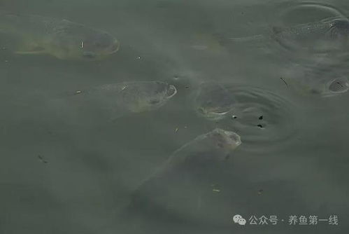水气压游戏,揭秘大气压力的神奇魅力(图2) 水气压游戏,揭秘大气压力的神奇魅力(图2)