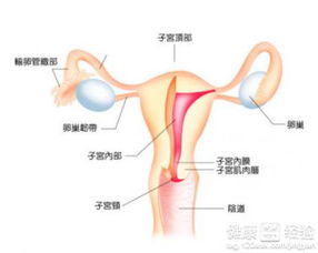 脱垂游戏,探索脱垂世界的奇幻冒险之旅(图1) 脱垂游戏,探索脱垂世界的奇幻冒险之旅(图1)