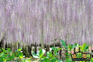 紫藤游戏,探索虚拟世界的奇幻之旅(图3) 紫藤游戏,探索虚拟世界的奇幻之旅(图3)