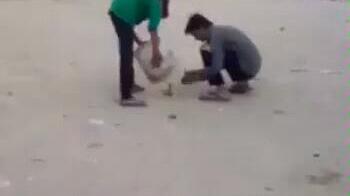 掏蛋蛋游戏,挑战极限的冒险之旅(图2) 掏蛋蛋游戏,挑战极限的冒险之旅(图2)