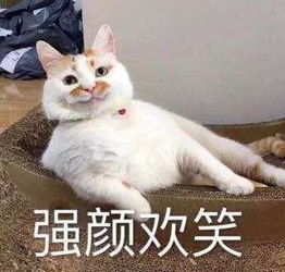 猫咪头像游戏,猫咪头像游戏带你探索虚拟宠物乐园(图1)
