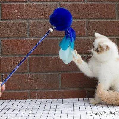 猫咪头像游戏,猫咪头像游戏带你探索虚拟宠物乐园(图2)