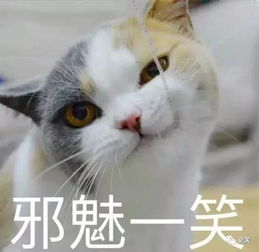 切切猫游戏,解锁快乐时光(图3) 切切猫游戏,解锁快乐时光(图3)