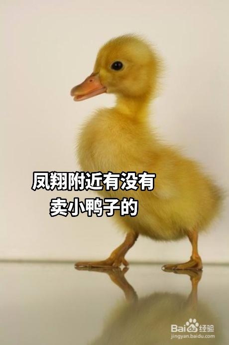 鸭子游戏酱,轻松学习新技能(图3) 鸭子游戏酱,轻松学习新技能(图3)