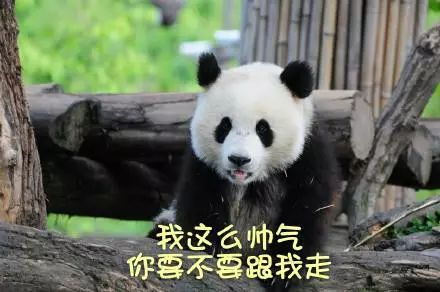 熊猫的音乐游戏,音符跳跃的奇幻之旅(图2)