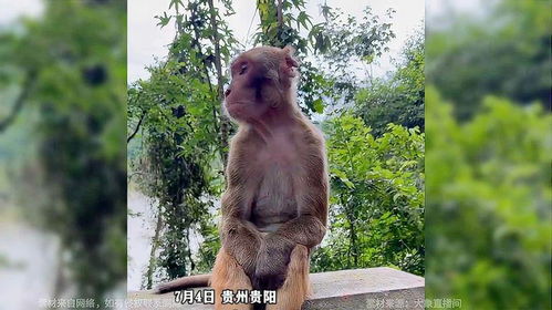 小猴子爬山手指游戏,共攀高峰——小猴子爬山手指游戏体验记(图2) 小猴子爬山手指游戏,共攀高峰——小猴子爬山手指游戏体验记(图2)