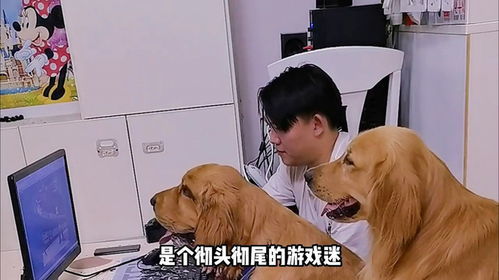 训练狗狗游戏,培养忠诚伙伴的欢乐之旅(图2)