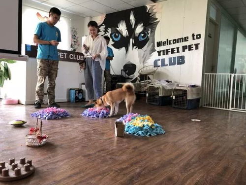 训犬师游戏,解锁狗狗潜能的奇幻旅程(图3)