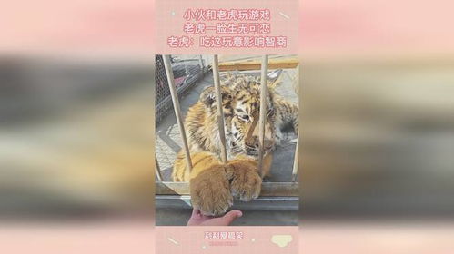 老虎吃小孩游戏怎么玩,惊险刺激的童年回忆(图3)