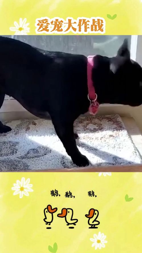 小游戏狗子,欢乐无限的小游戏体验(图2)