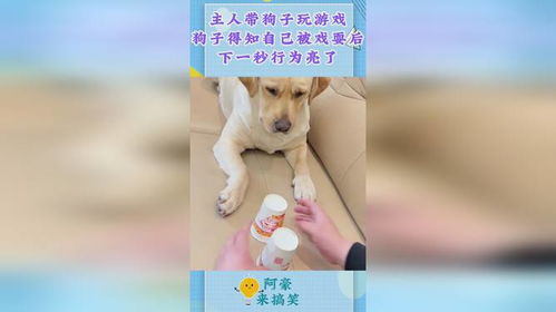 小游戏狗子,欢乐无限的小游戏体验(图3)