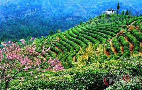 玖玖茶园游戏是真的吗,真实还是虚构?(图2) 玖玖茶园游戏是真的吗,真实还是虚构?(图2)