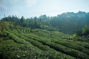 玖玖茶园游戏是真的吗,真实还是虚构?(图3) 玖玖茶园游戏是真的吗,真实还是虚构?(图3)