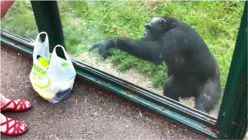 猩猩来了游戏,开启奇幻之旅(图2)