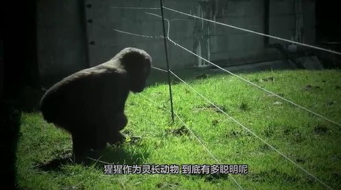 猩猩来了游戏,开启奇幻之旅(图3)