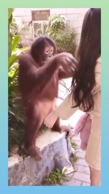 猩猩来了游戏,开启奇幻之旅(图1)