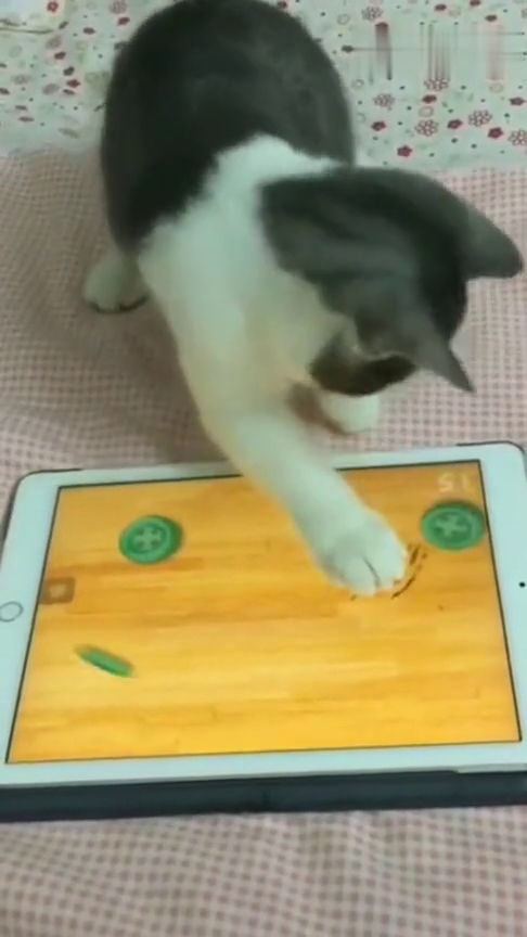 猫猫玩的手机游戏,揭秘猫猫手机游戏世界(图2) 猫猫玩的手机游戏,揭秘猫猫手机游戏世界(图2)