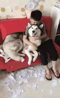 我和小刚做游戏,我与小刚的欢乐游戏时光(图3) 我和小刚做游戏,我与小刚的欢乐游戏时光(图3)