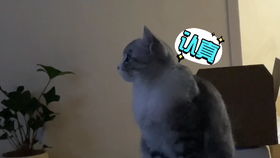 我要玩小猫游戏,开启与小猫的欢乐互动之旅(图1)