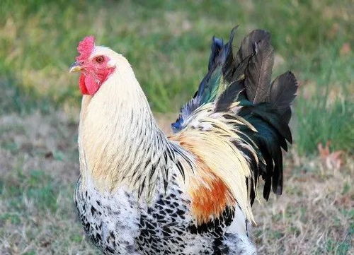 富贵鸡游戏违法吗(图2) 富贵鸡游戏违法吗(图2)