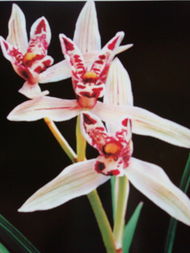 我的兰花游戏48级,绽放荣耀(图1)