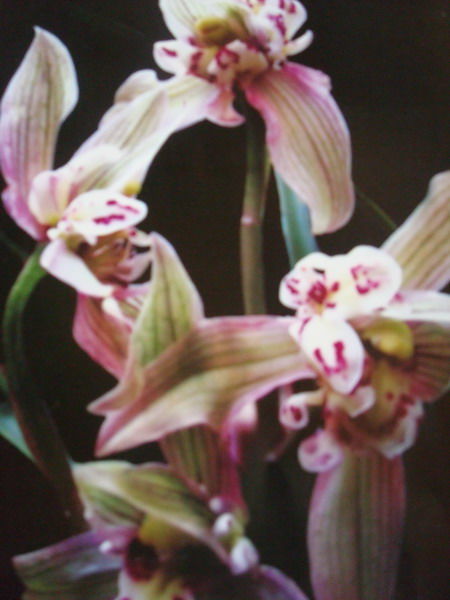 我的兰花游戏48级,绽放荣耀(图2)