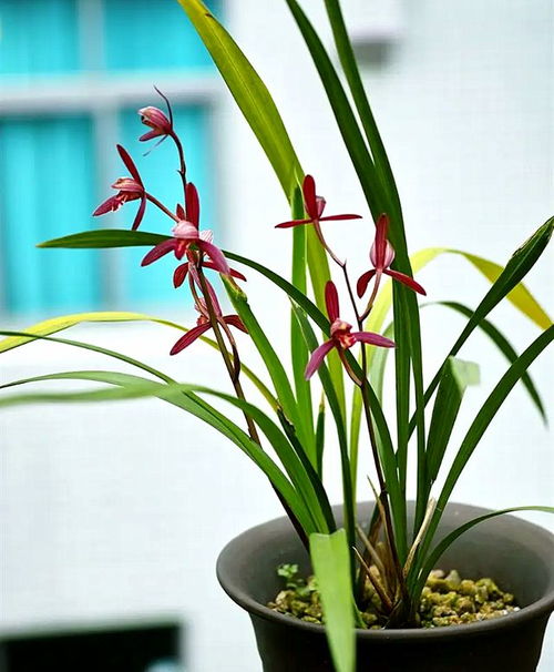 我的兰花游戏48级,绽放荣耀(图3)