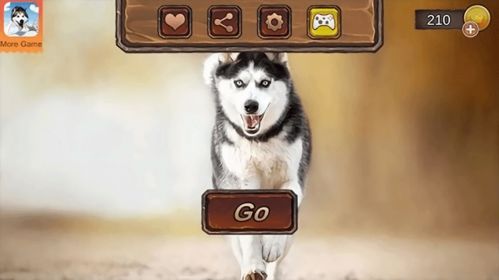 哈士奇萌宠屋 (图1)